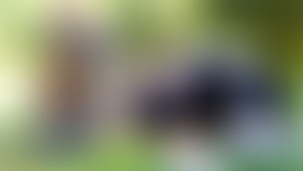 Mascotas y ola de calor: Claves para protegerlos manteniendo una temperatura adecuada