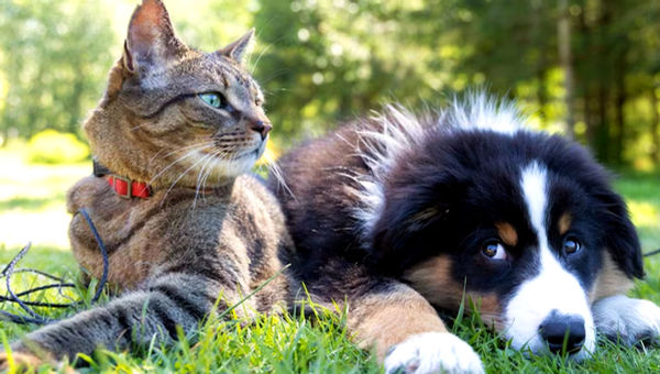 Mascotas y ola de calor: Claves para protegerlos manteniendo una temperatura adecuada