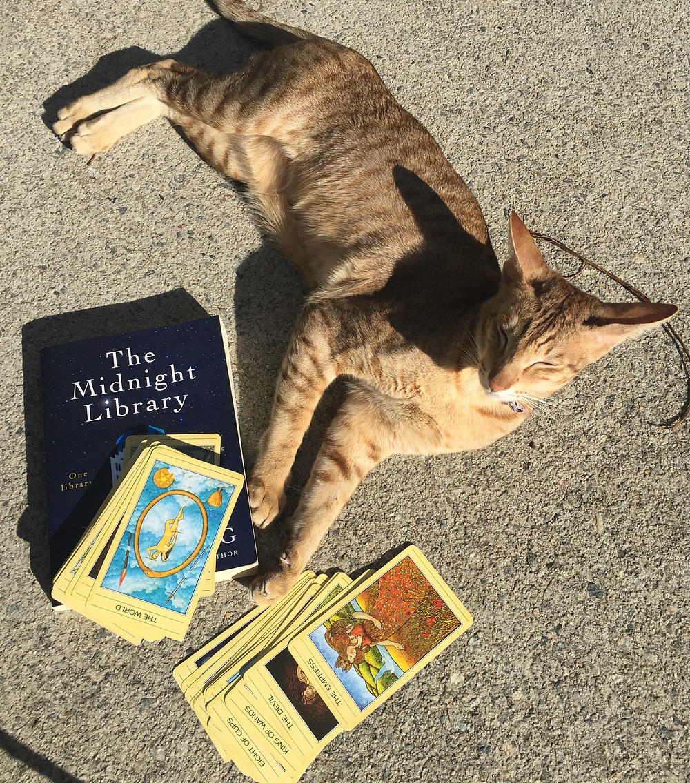 cat with tarot cards