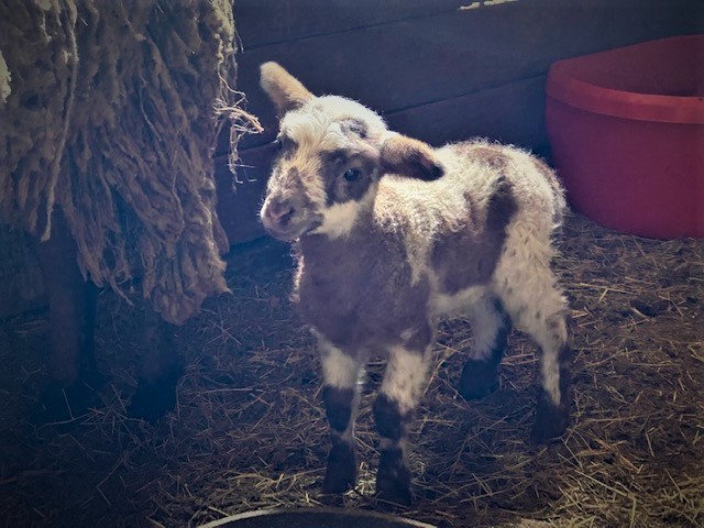 Jenny's Little Ranch Hands