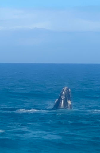 FHermanus17