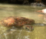 Turtle Visit