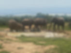 Elephants im Addo Park
