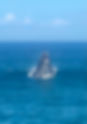 Southern Right Whale, Hermanus
