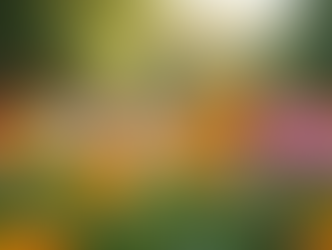 Top Home Services for Busy North Tampa Homeowners