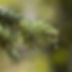 Avène