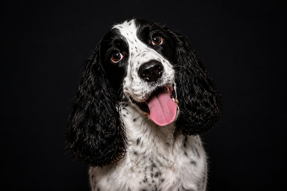 Schwarzer Hund mit herausgestreckter Zunge vor dunklem Hintergrund 