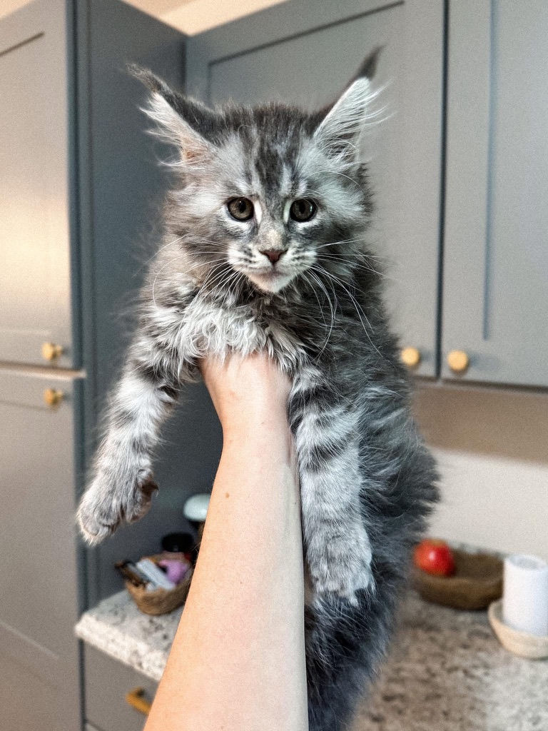 Priya x Klaus litter #2