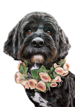 Coloured pencil pet portrait by Sophie Bliss Kilpatrick