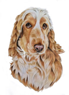Coloured pencil pet portrait by Sophie Bliss Kilpatrick