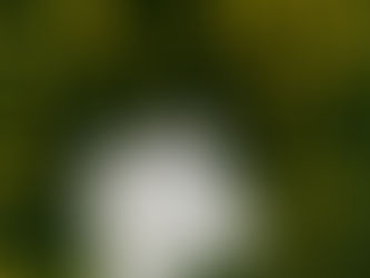 Books I Enjoyed This Summer