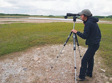 Plover surveys_Juanna_edited_edited_edit