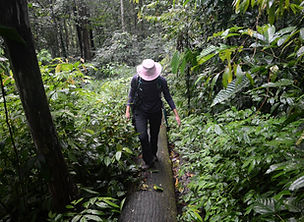 jungle.jpg