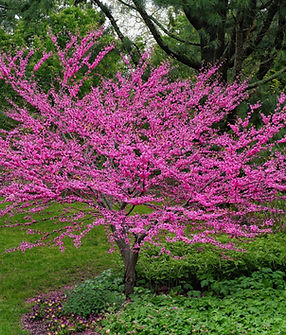 easter red bud.jpg