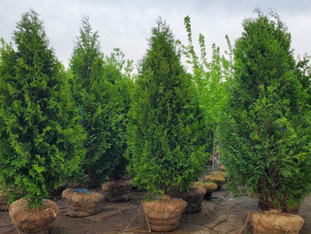 Types of Arborvitae Trees: What’s the Difference Between Emerald, Techny, Nigra, and Green Giant?