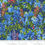 Thumbnail: Wildflowers 2024 - 33772 12 Bluebonnet Moda
