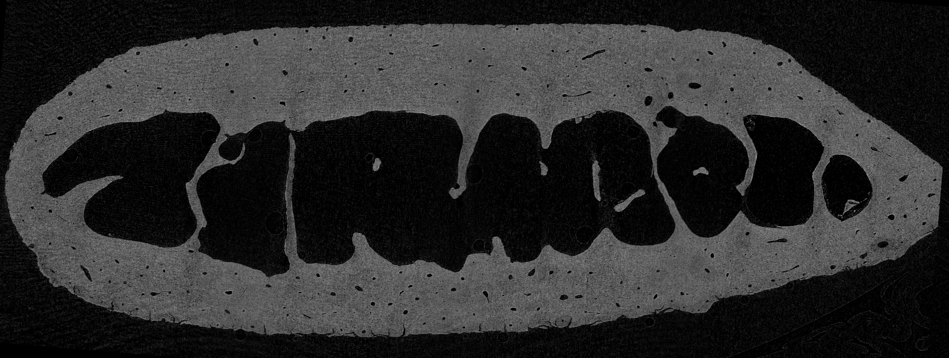 Rib-7.gif