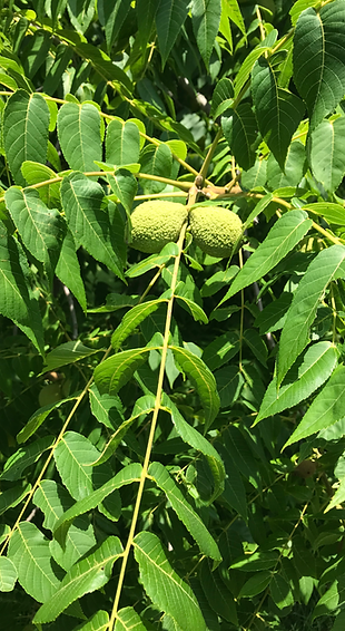 black walnuts on tree.heic