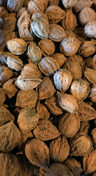 Buartnuts 2_edited.jpg