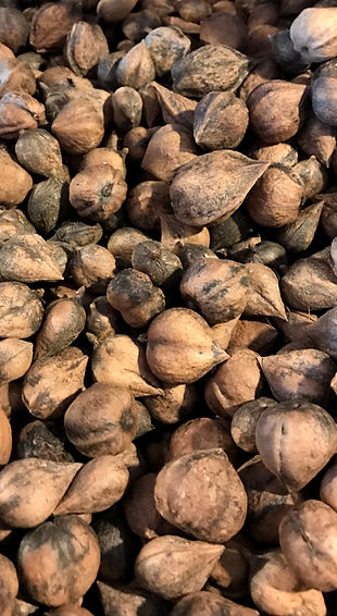 Heartnuts 2_edited.jpg