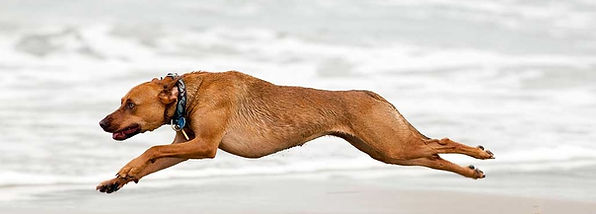 cane corre.jpg