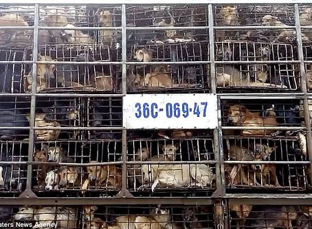 China anuncia que vai proibir o consumo de animais selvagens e domésticos como cães e gatos