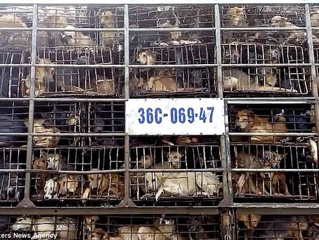 China anuncia que vai proibir o consumo de animais selvagens e domésticos como cães e gatos