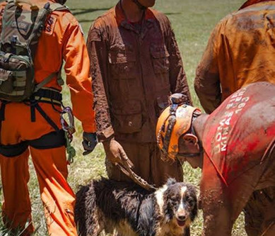 Morre Thor, o cão farejador border collie que atuou em resgates de Brumadinho e Mariana