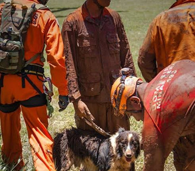 Morre Thor, o cão farejador border collie que atuou em resgates de Brumadinho e Mariana