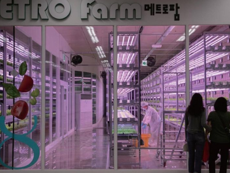 高人氣蔬菜工廠!在地鐵站也能種生菜?