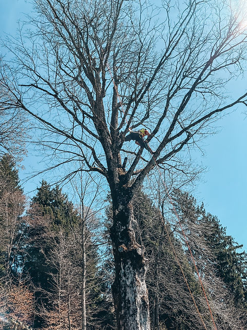 Baumkletterer auf Baum.jpg
