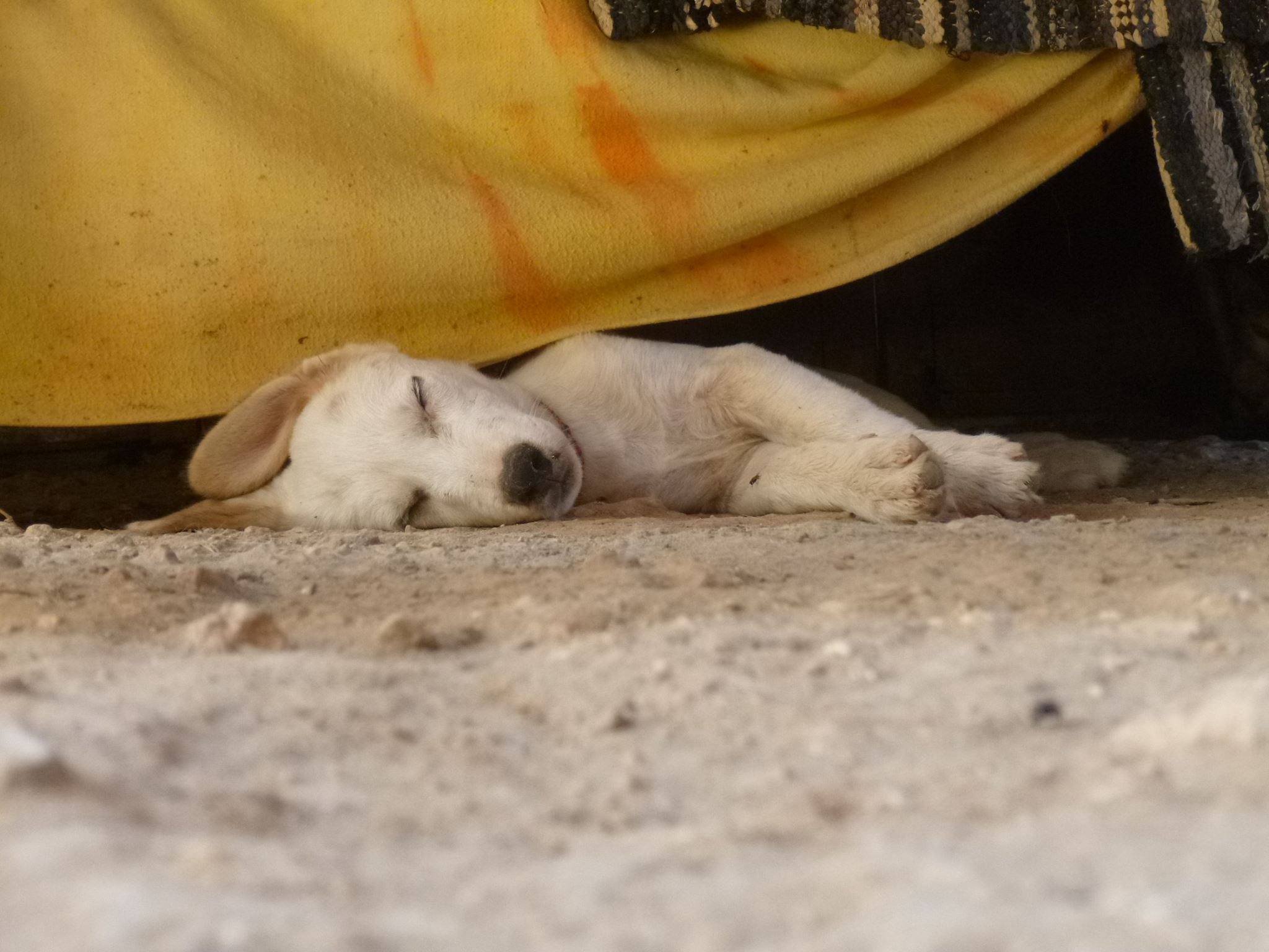 Zoe sleeiping