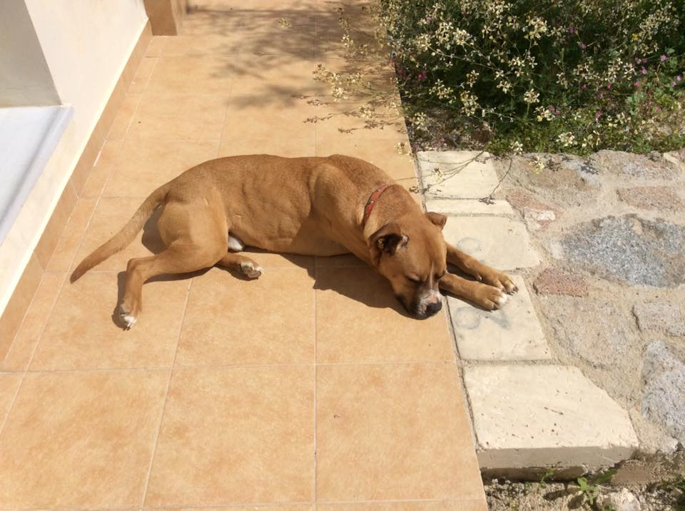 spike in the sun front door