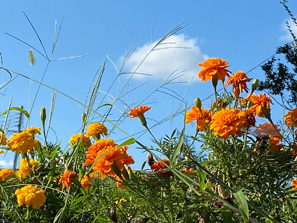 autumn-flowers-japan-2025-rebecca-otowa.jpg