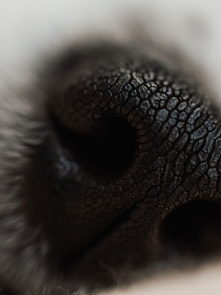 Dog Snout