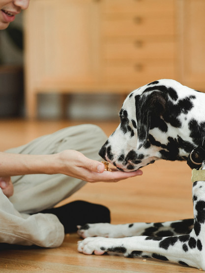 Dalmatian Dog