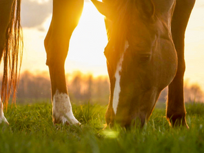 The Gilded Horse Partners with Kentucky Horse Council and Kentucky Equine Adoption Center