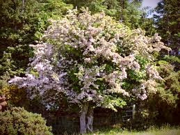 To the Celts, the Hawthorn tree is sacred and magical. Those born under the tree's sign are rather magical themselves