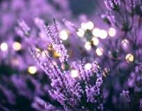 Lavender is a magical herb capable of both soothing anxieties and inflaming passions.