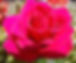 Roses are for more than romance. They are said to call good spirits around you, providing protection and good luck.