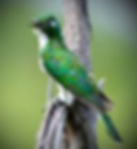 According to Irish folklore, hearing a cuckoo on your wedding day is very good luck.