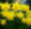 Keep a yellow flower, like a daffodil, in your pocket. Celtic folklore says it will protect you from faerie mischief. Probably.