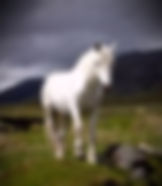 Celtic Water Horses, such as Kelpies and the Ceffyl Dwr are exquisitely beautiful, deceptive, and homicidal. 