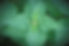 Stinging Nettle is a magic boomerang for a return-to-sender curse-breaker.