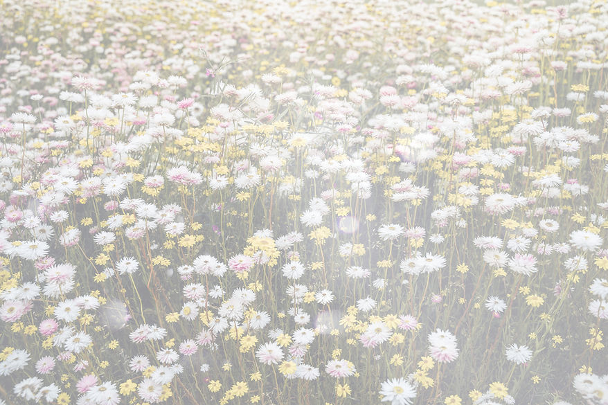 Wild Flowers_edited.jpg