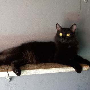KAPA_KAMAEL_ASSOCIACAO_PROTETORA_DE_ANIMAIS_ADOTAR_GATO_PANTERA