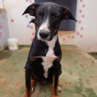 KAPA_KAMAEL_ASSOCIACAO_PROTETORA_DE_ANIMAIS_ADOTAR_CACHORRO_Indiana_Jones_ADOCAO_CONJUNTA.