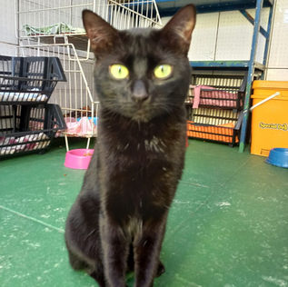 
KAPA_KAMAEL_ASSOCIACAO_PROTETORA_DE_ANIMAIS_ADOTAR_GATO_KIWI