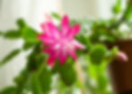 Christmas Cactus