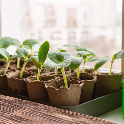 Seed Starting Mix: Why It's Essential for Starting Seeds Indoors